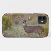 Weißschwanzhirsche (Odocoileus virginianus) männli Case-Mate iPhone Hülle (Rückseite (Horizontal))