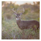 Weißschwanzhirsche (Odocoileus virginianus) männli Fliese (Vorderseite)