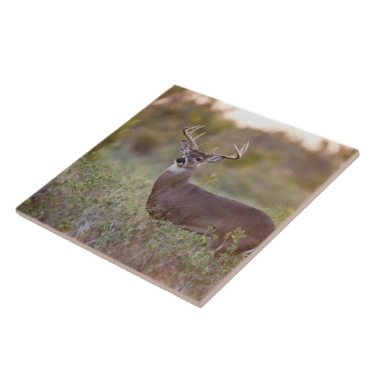 Weißschwanzhirsche (Odocoileus virginianus) männli Fliese (Seite)