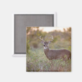 Weißschwanzhirsche (Odocoileus virginianus) männli Magnet (Vorderseite/Rückseite)