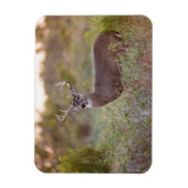 Weißschwanzhirsche (Odocoileus virginianus) männli Magnet (Vertikal)