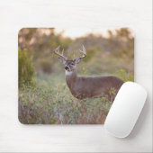 Weißschwanzhirsche (Odocoileus virginianus) männli Mousepad (Mit Mouse)