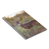 Weißschwanzhirsche (Odocoileus virginianus) männli Notizblock (Rechte Seite)