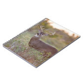 Weißschwanzhirsche (Odocoileus virginianus) männli Notizblock (Linke Seite)