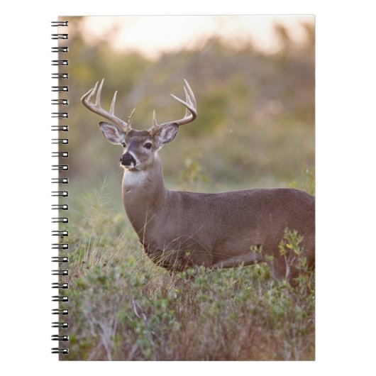 Weißschwanzhirsche (Odocoileus virginianus) männli Notizblock (Vorderseite)