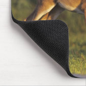 Weißschwanzhirsche, Odocoileus virginianus Mousepad (Ecke)