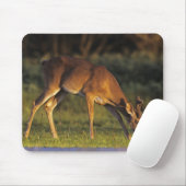 Weißschwanzhirsche, Odocoileus virginianus Mousepad (Mit Mouse)