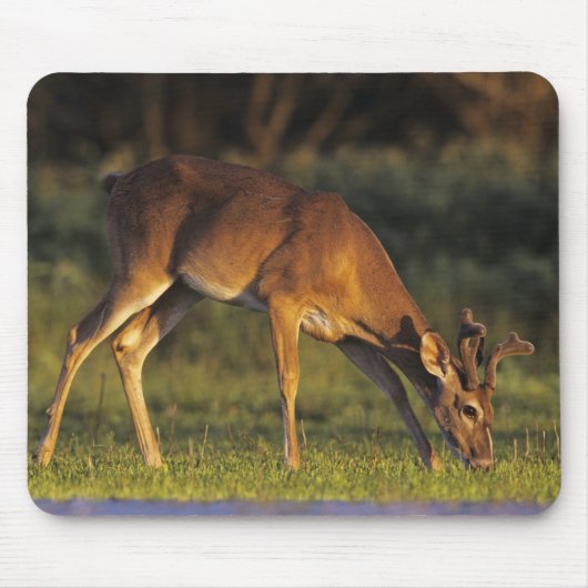 Weißschwanzhirsche, Odocoileus virginianus Mousepad (Vorne)