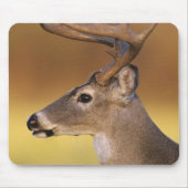 Weißschwanzhirsche, Odocoileus virginianus, Mousepad (Vorne)