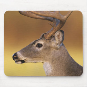 Weißschwanzhirsche, Odocoileus virginianus, Mousepad