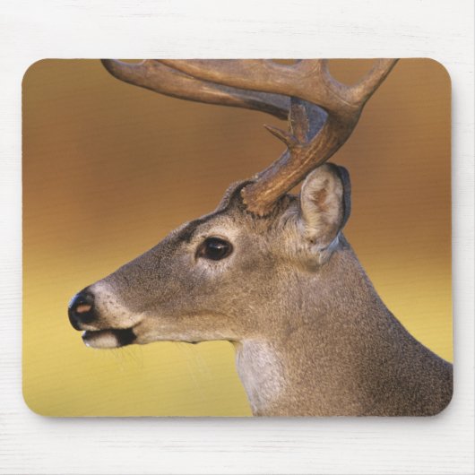 Weißschwanzhirsche, Odocoileus virginianus, Mousepad (Vorne)