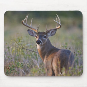 Weißschwanzhirsche Odocoileus virginianus Mousepad