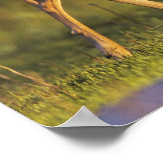 Weißschwanzhirsche, Odocoileus virginianus Poster (Ecke)