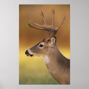 Weißschwanzhirsche, Odocoileus virginianus, Poster