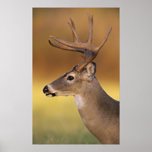 Weißschwanzhirsche, Odocoileus virginianus, Poster (Vorne)