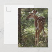 Weißschwanzhirsche, Odocoileus virginianus Postkarte (Vorne/Hinten)
