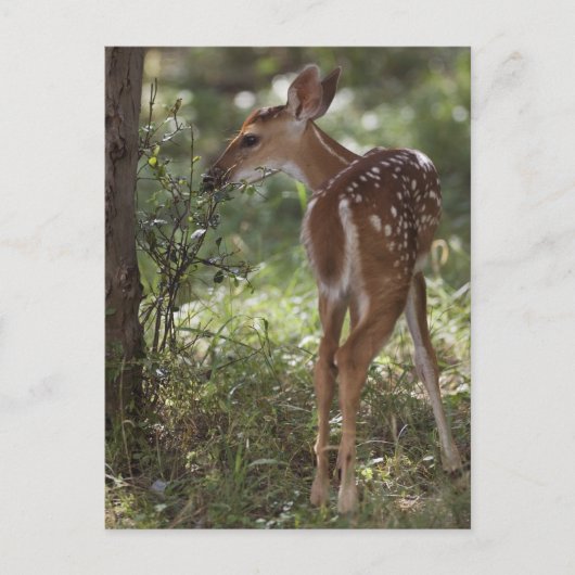 Weißschwanzhirsche, Odocoileus virginianus Postkarte (Vorderseite)