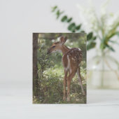 Weißschwanzhirsche, Odocoileus virginianus Postkarte (Stehend Vorderseite)