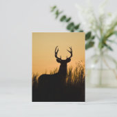 Weißschwanzhirsche (Odocoileus virginianus) Postkarte (Stehend Vorderseite)