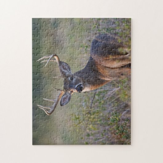 Weißschwanzhirsche Odocoileus virginianus Puzzle (Vertikal)