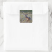 Weißschwanzhirsche Odocoileus virginianus Quadratischer Aufkleber (Tasche)