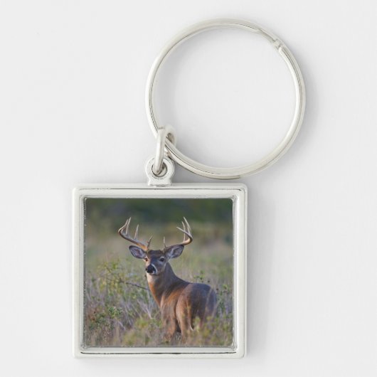 Weißschwanzhirsche Odocoileus virginianus Schlüsselanhänger (Vorne)