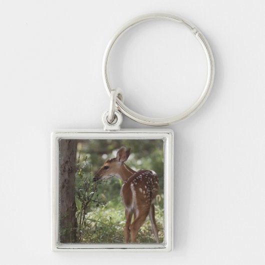 Weißschwanzhirsche, Odocoileus virginianus Schlüsselanhänger (Vorne)