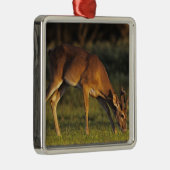 Weißschwanzhirsche, Odocoileus virginianus Silbernes Ornament (Rechts)