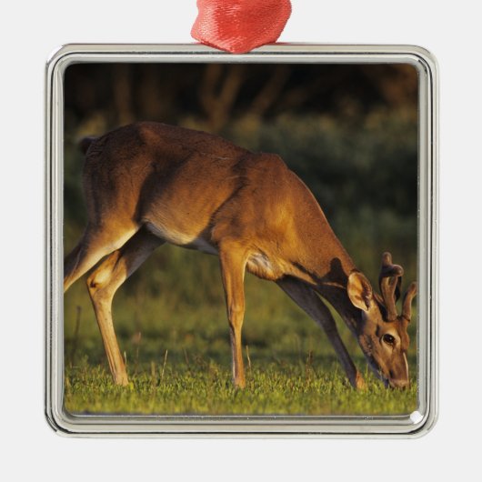 Weißschwanzhirsche, Odocoileus virginianus Silbernes Ornament (Vorne)