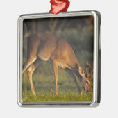 Weißschwanzhirsche, Odocoileus virginianus Silbernes Ornament (Links)