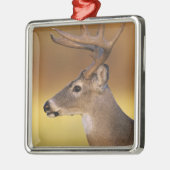 Weißschwanzhirsche, Odocoileus virginianus, Silbernes Ornament (Links)