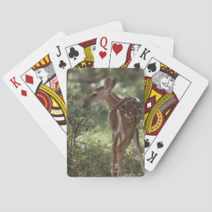 Weißschwanzhirsche, Odocoileus virginianus Spielkarten
