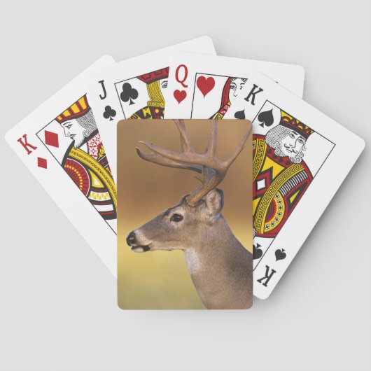 Weißschwanzhirsche, Odocoileus virginianus, Spielkarten (Rückseite)