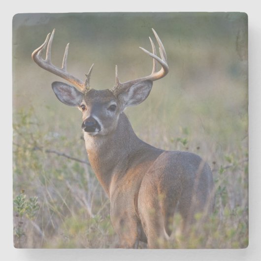 Weißschwanzhirsche Odocoileus virginianus Steinuntersetzer (Vorderseite)