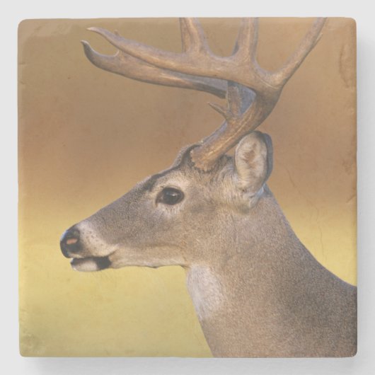 Weißschwanzhirsche, Odocoileus virginianus, Steinuntersetzer (Vorderseite)