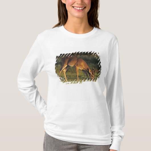 Weißschwanzhirsche, Odocoileus virginianus T-Shirt (Vorderseite)
