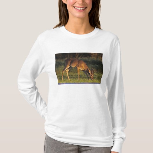 Weißschwanzhirsche, Odocoileus virginianus T-Shirt (Vorderseite)