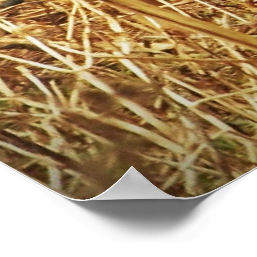 Weißschwanzhirsche Poster (Ecke)