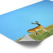 Weißschwanzhirsche Poster (Ecke)