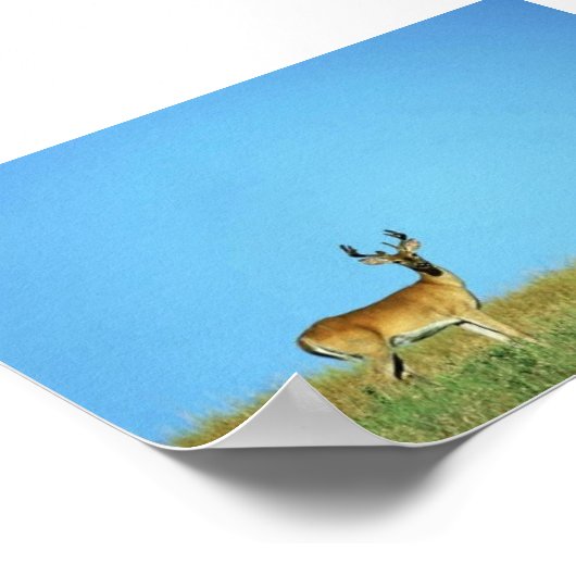 Weißschwanzhirsche Poster (Ecke)