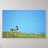 Weißschwanzhirsche Poster (Vorne)