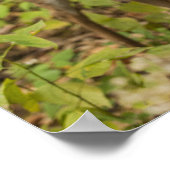 Weißschwanzhirsche Poster (Ecke)