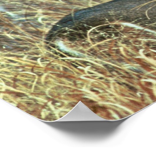 Weißschwanzhirsche Poster (Ecke)