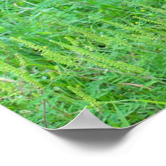 Weißschwanzhirsche Poster (Ecke)