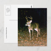 Weißschwanzhirsche Postkarte (Vorne/Hinten)