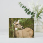 Weißschwanzhirsche Postkarte (Stehend Vorderseite)