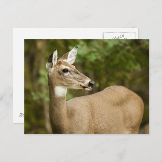 Weißschwanzhirsche Postkarte (Vorne/Hinten)