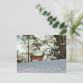 Weißschwanzhirsche Postkarte (Stehend Vorderseite)