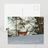 Weißschwanzhirsche Postkarte (Vorne/Hinten)