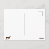 Weißschwanzhirsche Postkarte (Rückseite)